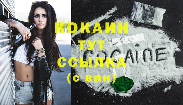 прущие грибы Новозыбков